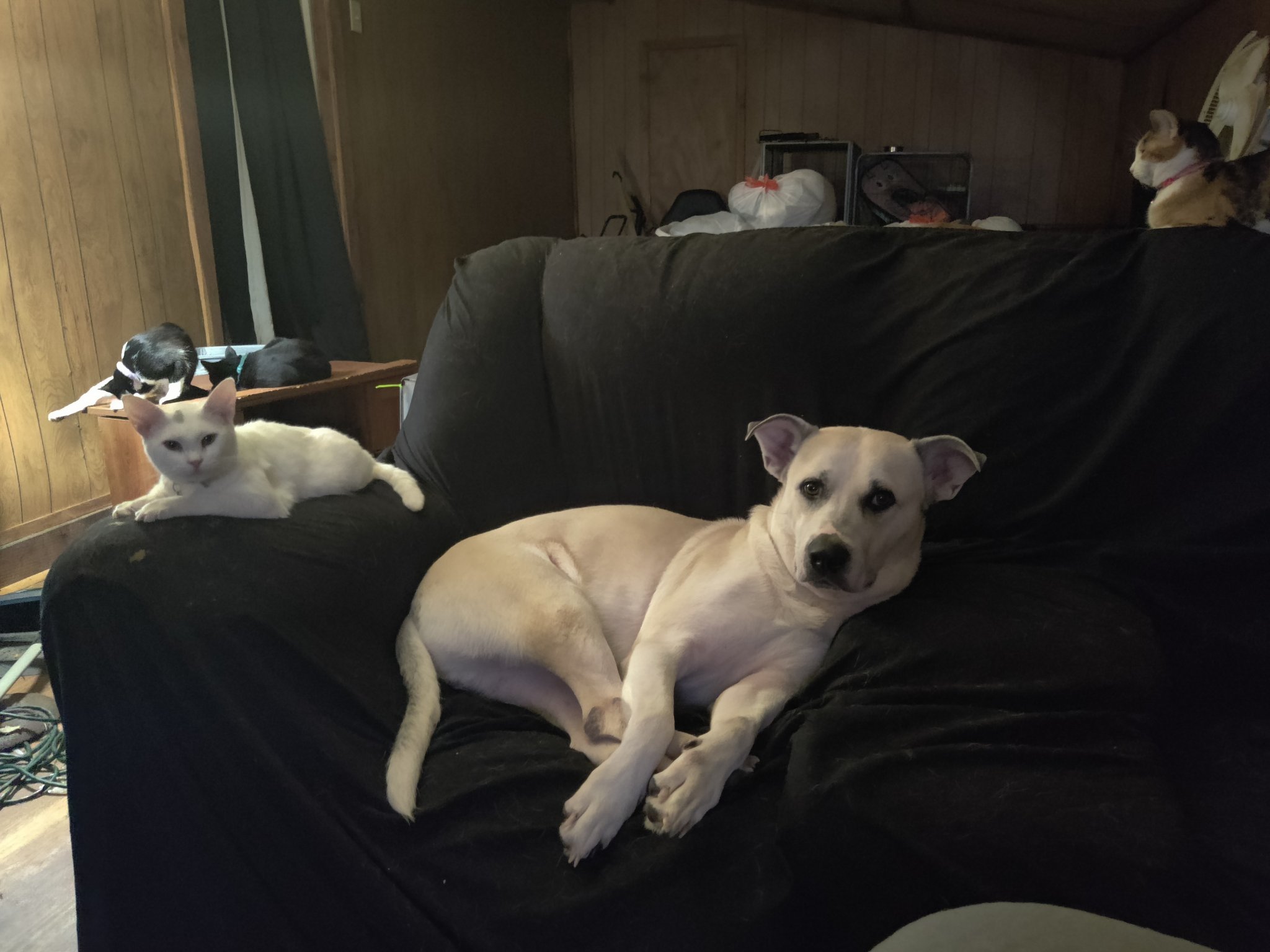 A dog and several cats relaxing together on a couch