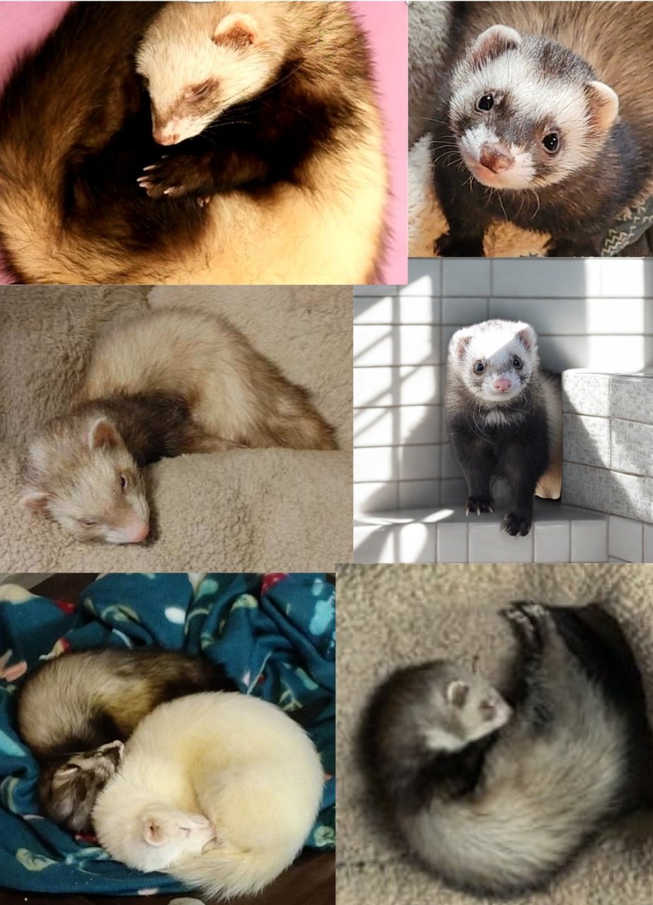 A collage featuring several ferret residents resting, cuddling and looking at the camera