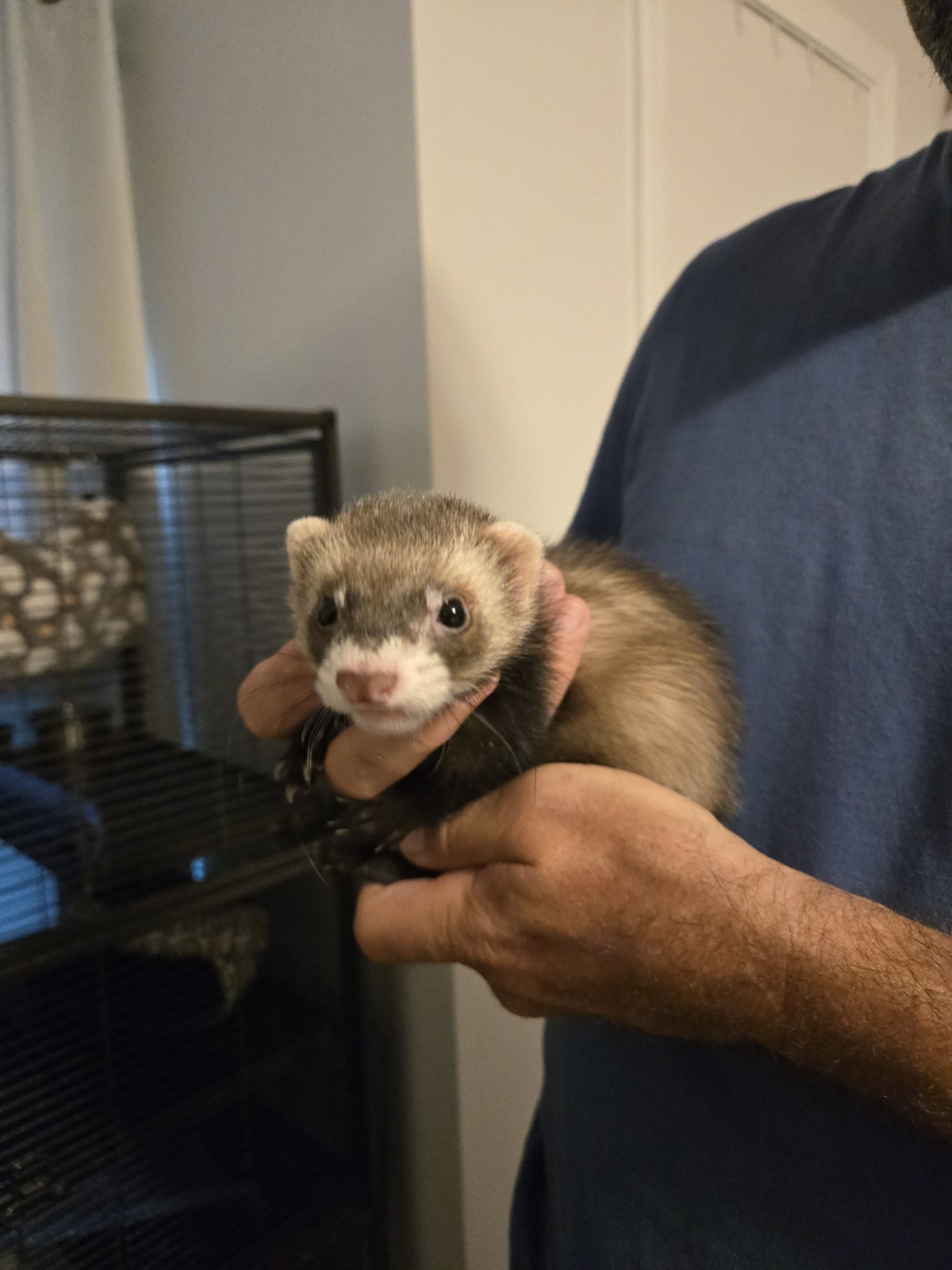 A dark sable ferret held gently in caring hands