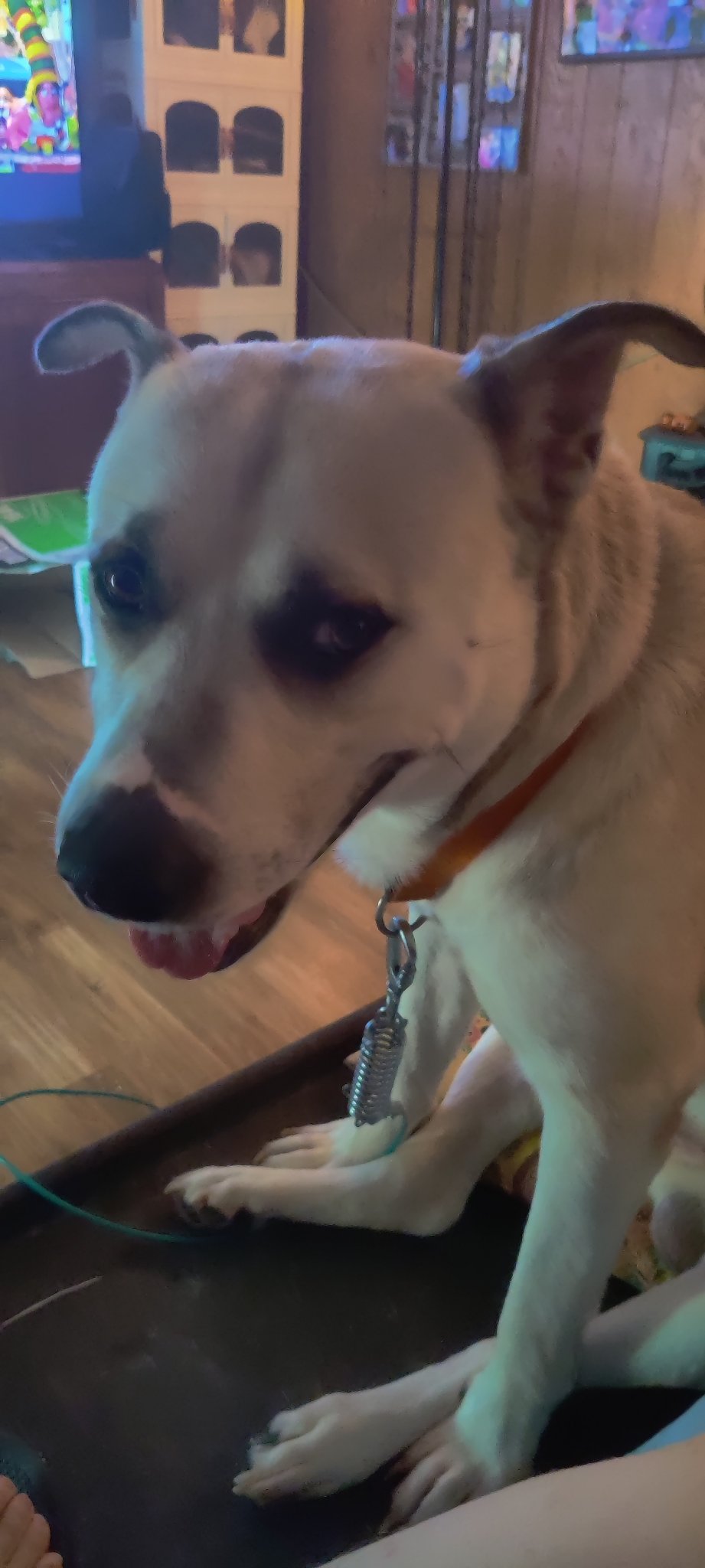 A happy white rescue dog with dark markings smiling indoors