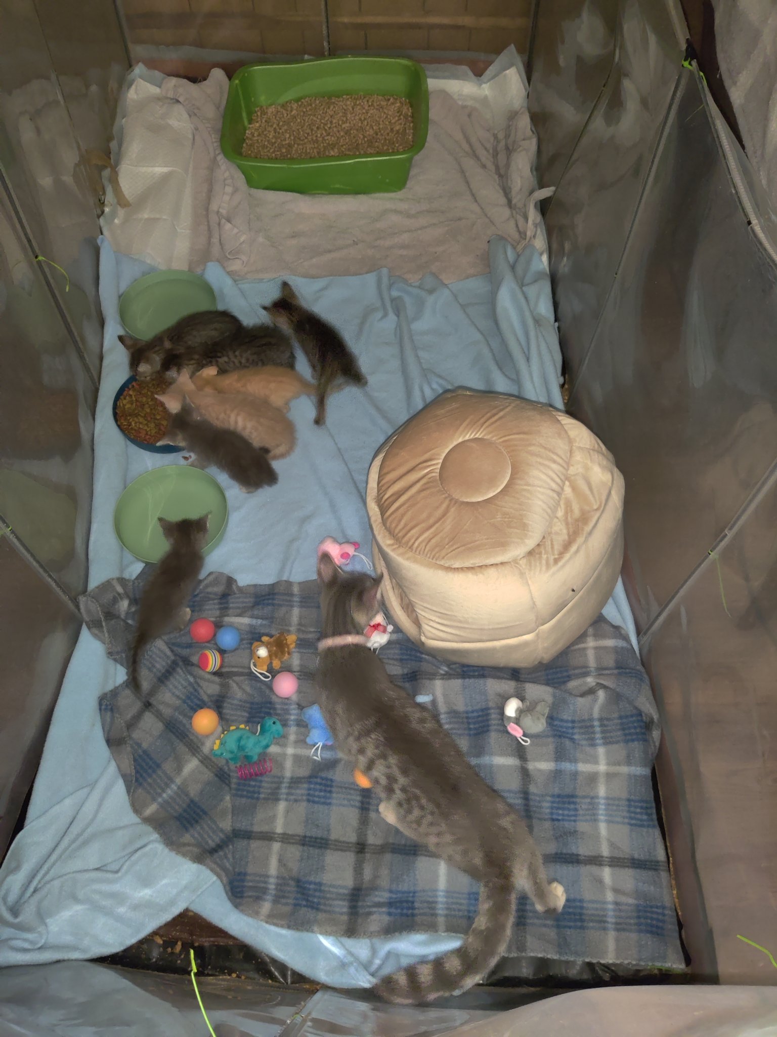 Young rescue kittens gathered in a playpen