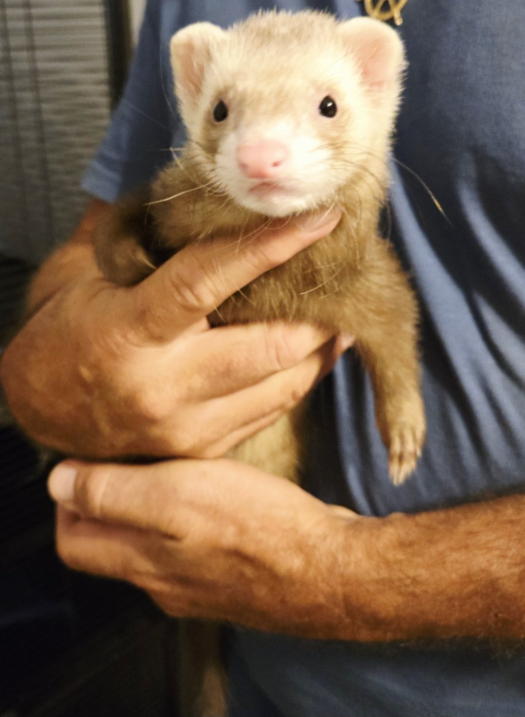 A light-colored ferret resting safely in a person's hands