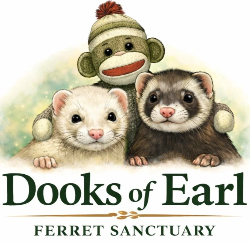 Earl the sock monkey with Gracie, a white ferret, and Bear, a dark sable ferret