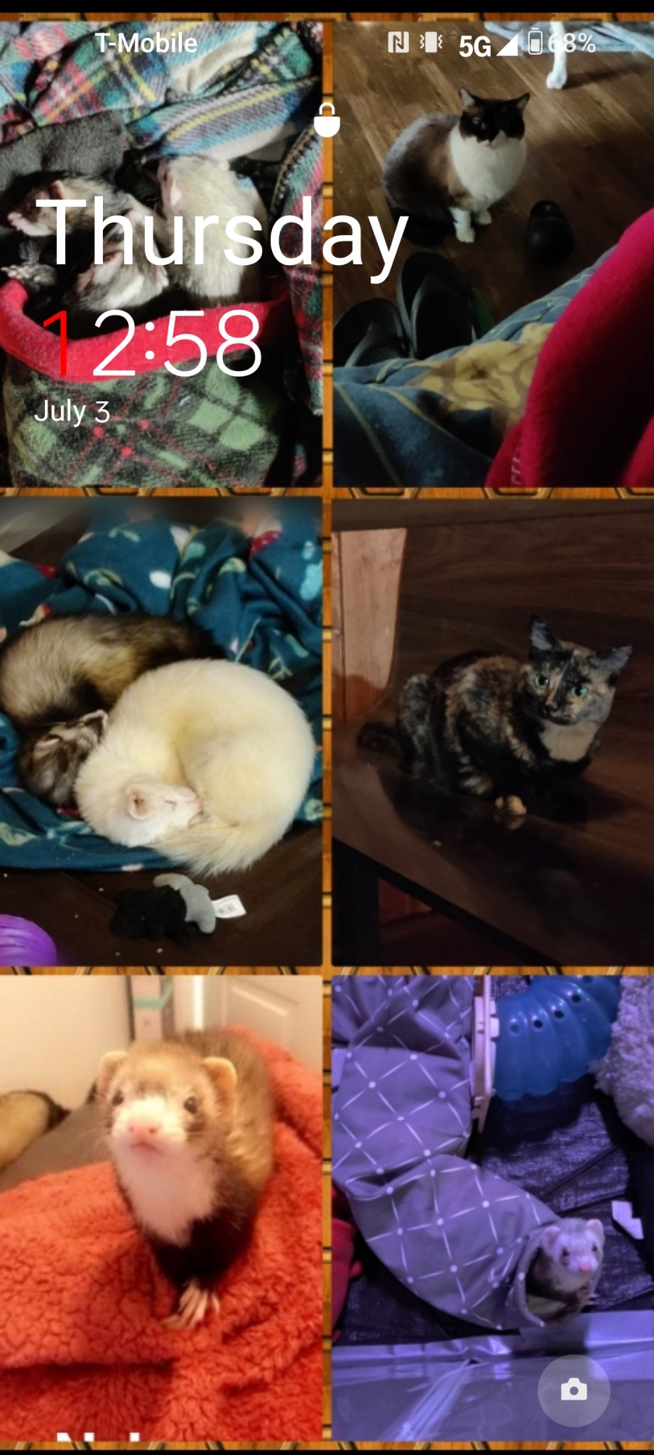 A collage of sanctuary memories featuring ferrets and rescue cats