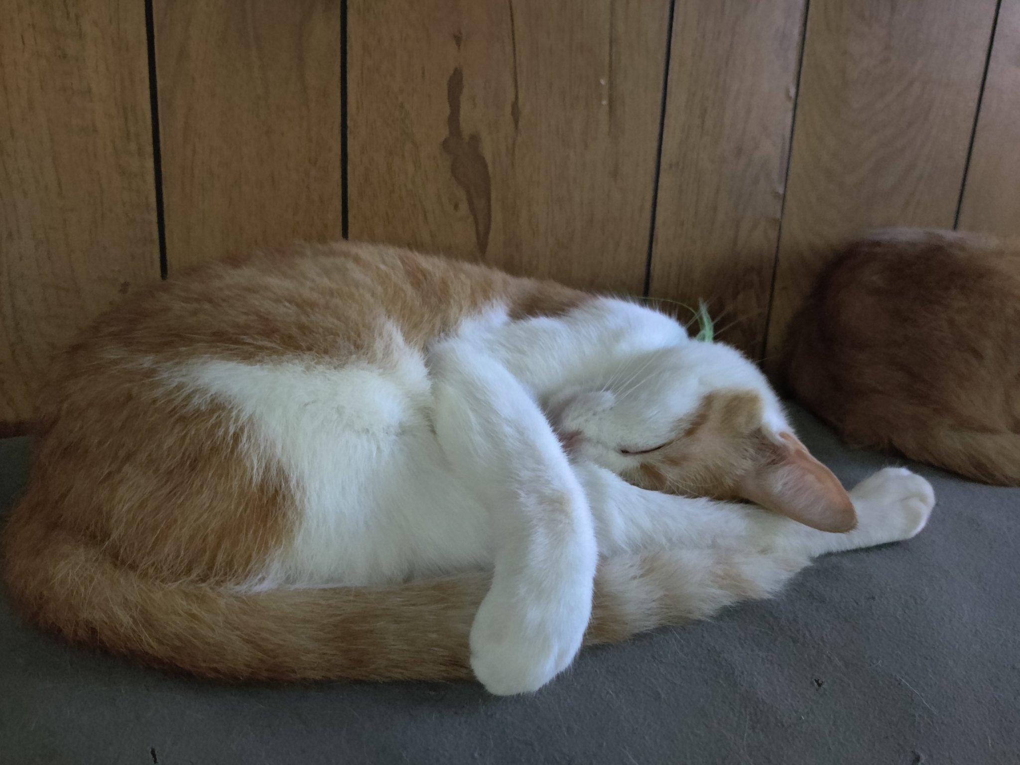 An orange rescue cat napping on a soft blanket