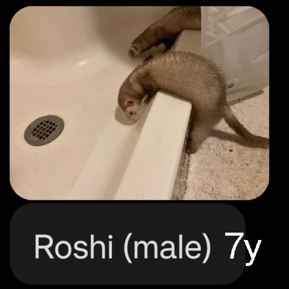 Roshi, a seven-year-old ferret, resting on a patterned blanket