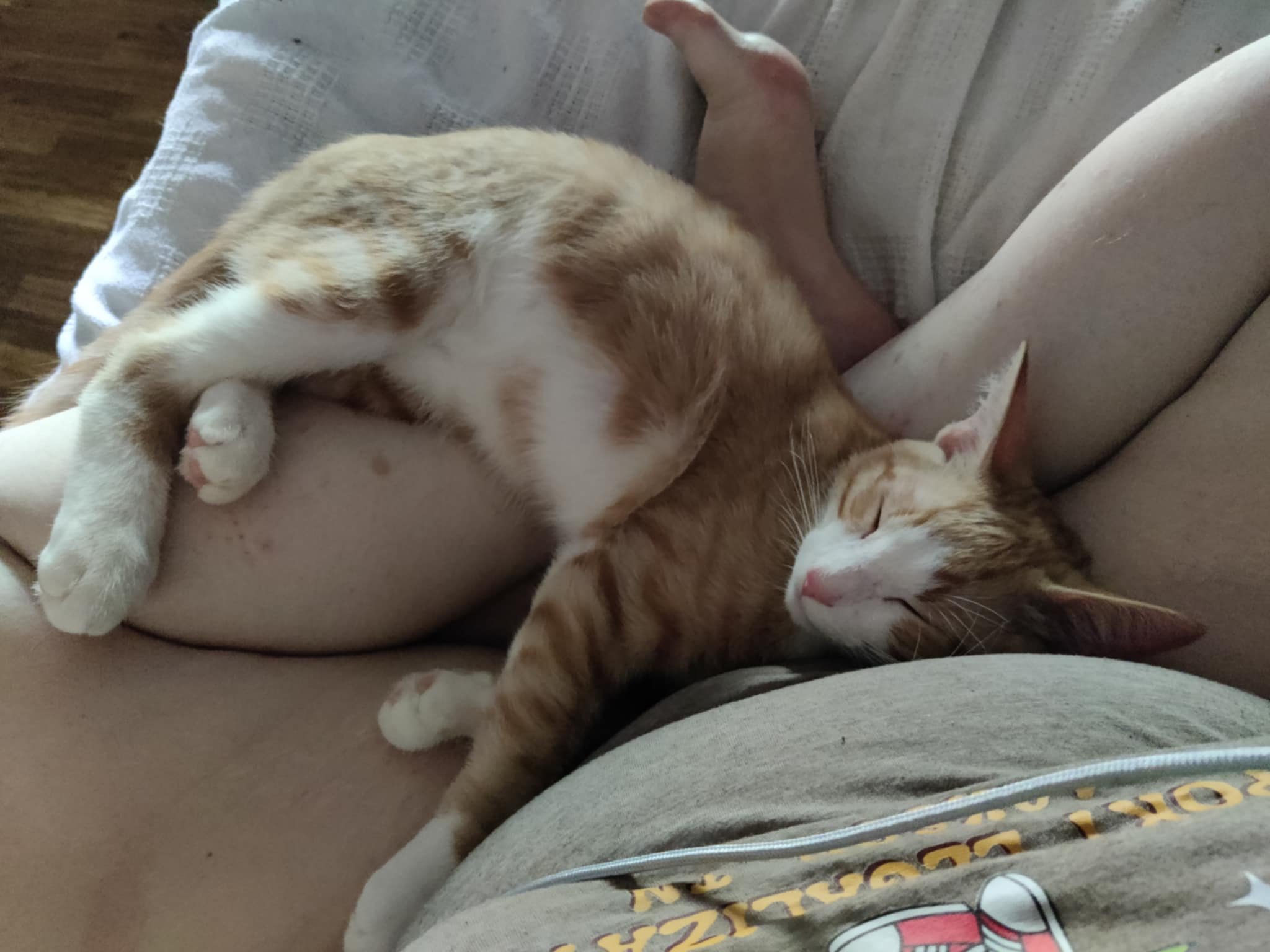 An orange and white rescue cat sleeping peacefully on a person's lap