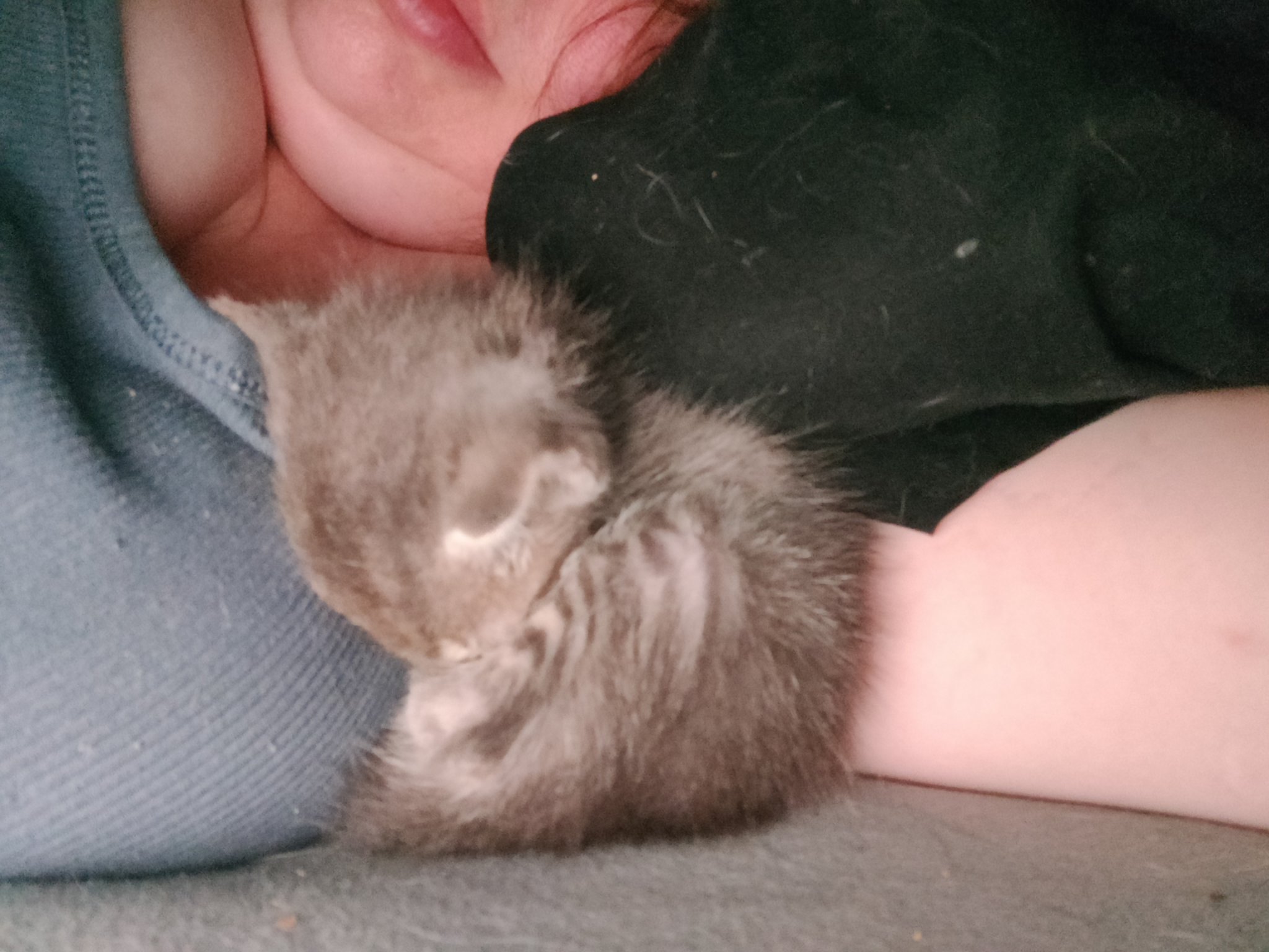 A tiny gray rescue kitten resting in someone's hands